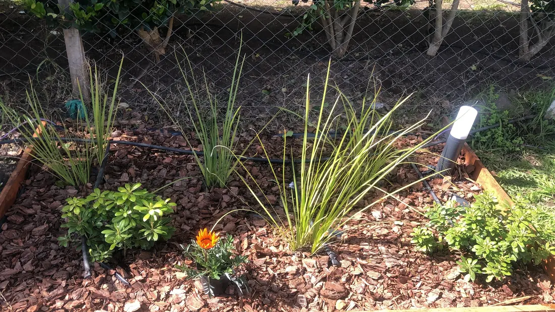 Cantero con chips de corteza, plantas nuevas, flores naranjas e iluminación de jardín