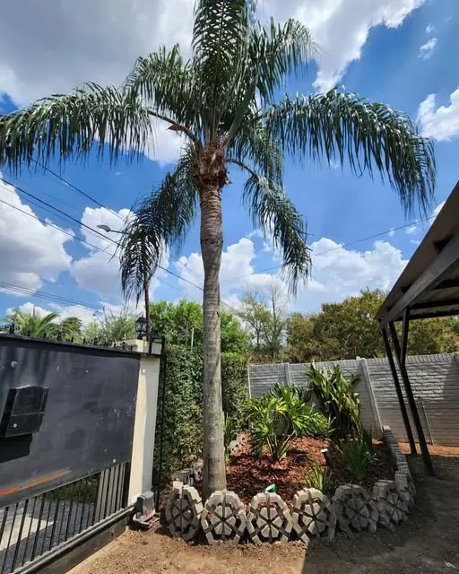 Palmera plantada con cantero y borde de piedra